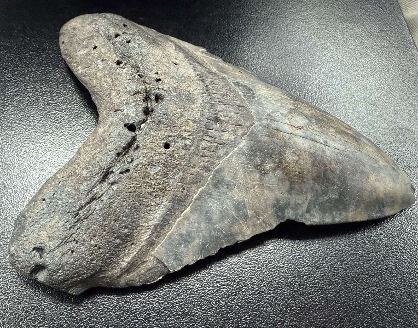 Fossilized Megalodon Shark  Tooth, 5.14” 4