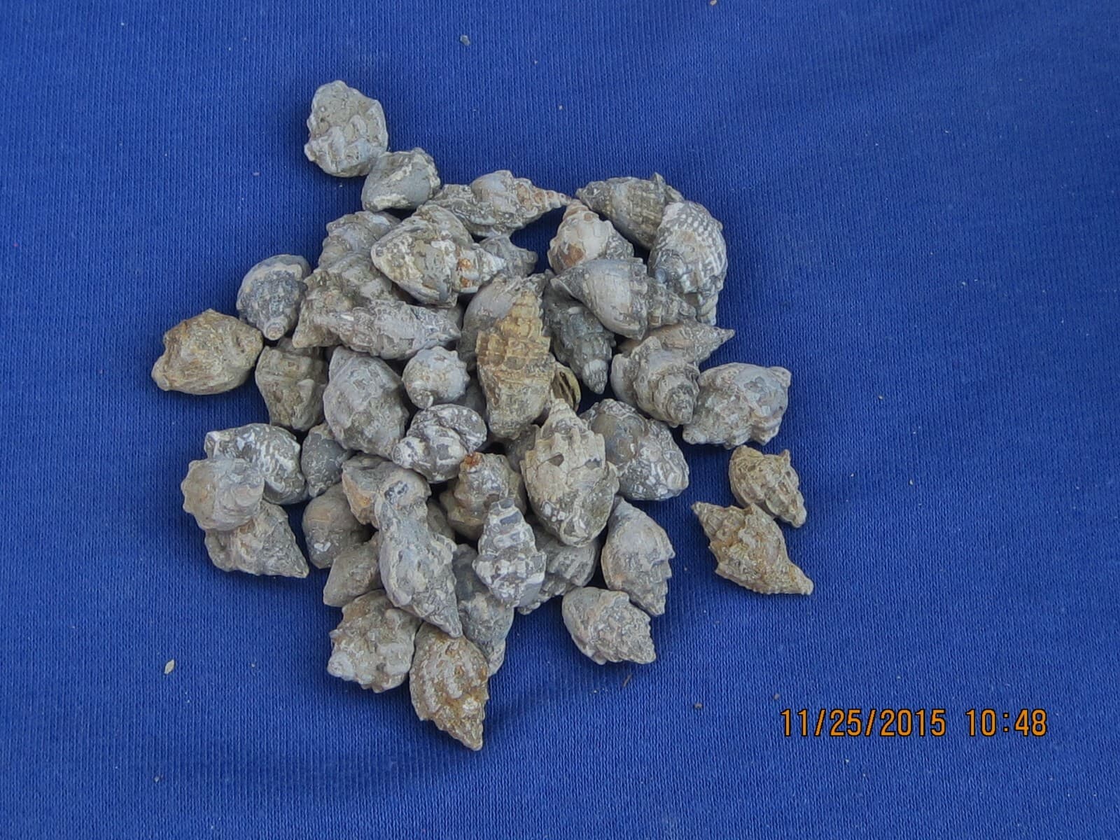 FIFTY GASTROPOD FOSSIL CRETACEOUS PERIOD WHOLESALE 2
