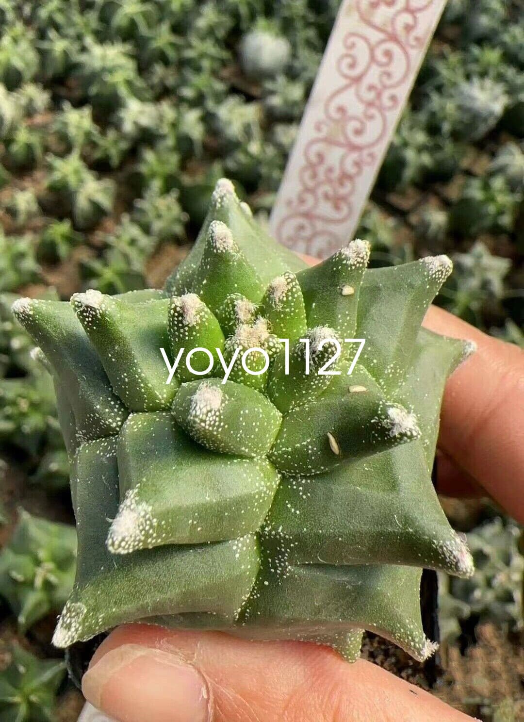 Astrophytum myriostygma 'Kikko' Seedgrown Raresuculents plants 5-7CM 5