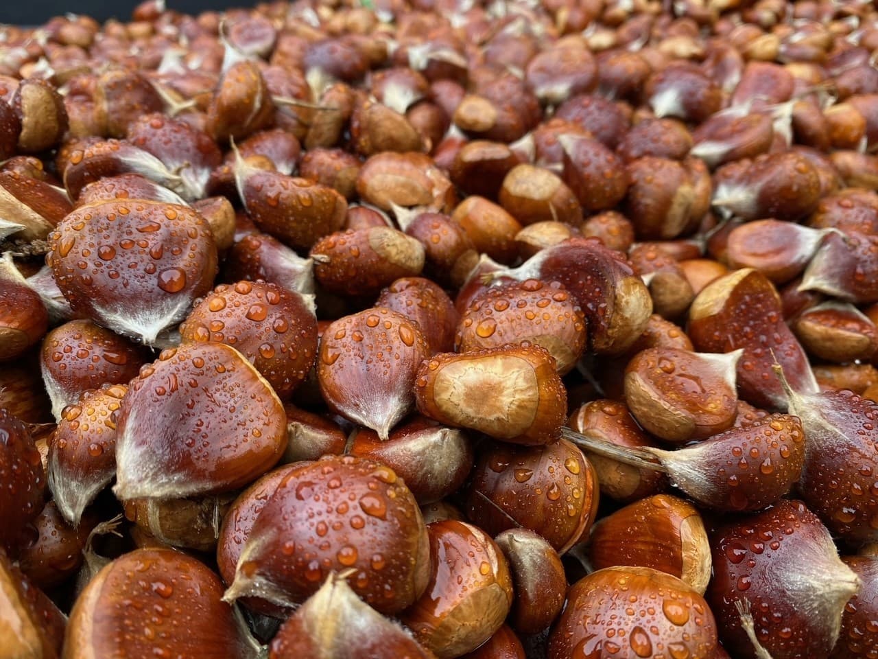 Fresh Sweet Chestnuts from Washington State 5 lbs Assorted sizes 4