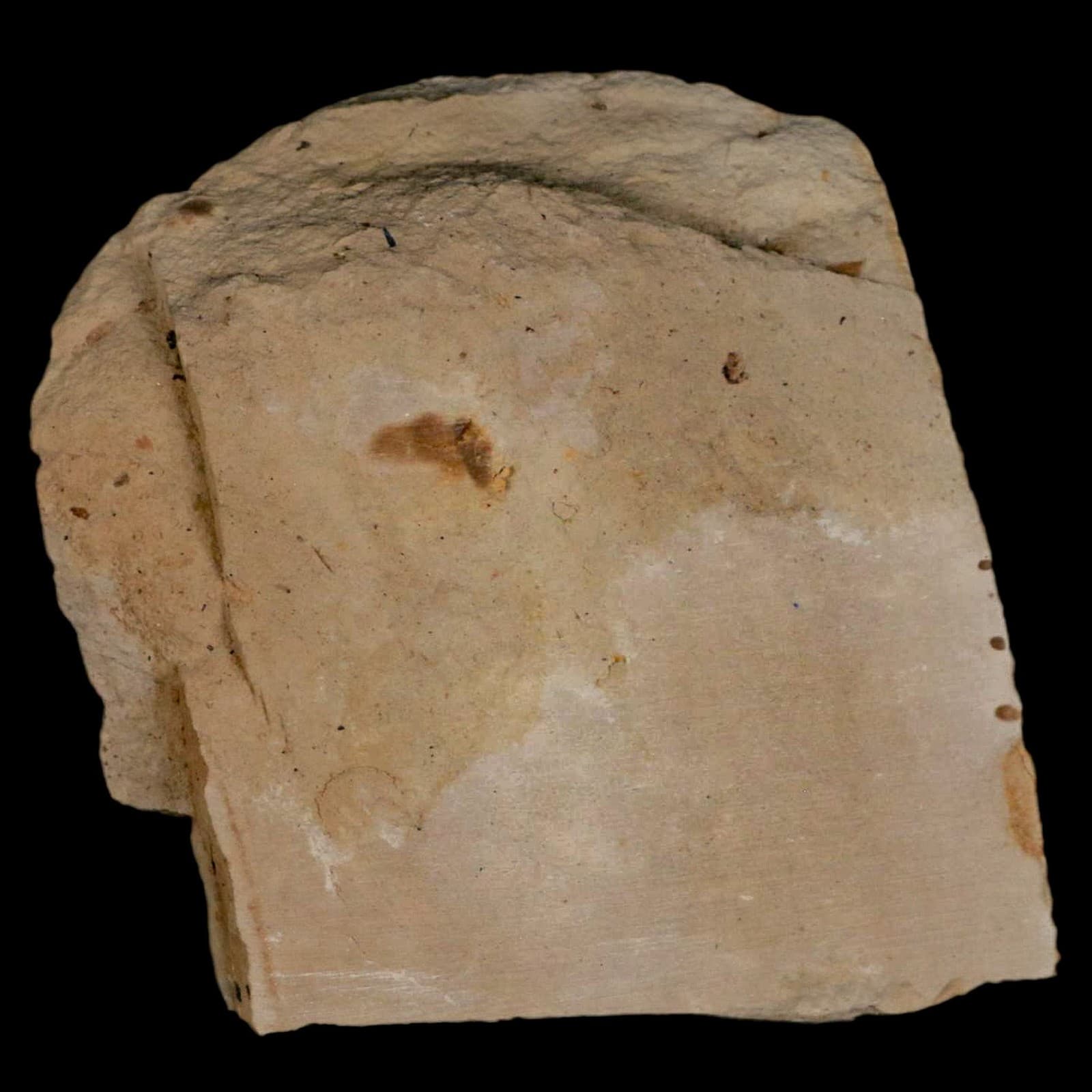 1.2" Fossil Crab Pinnixa Galliheri Pea Crab Monterey Cty San Luis Obispo Miocene 6