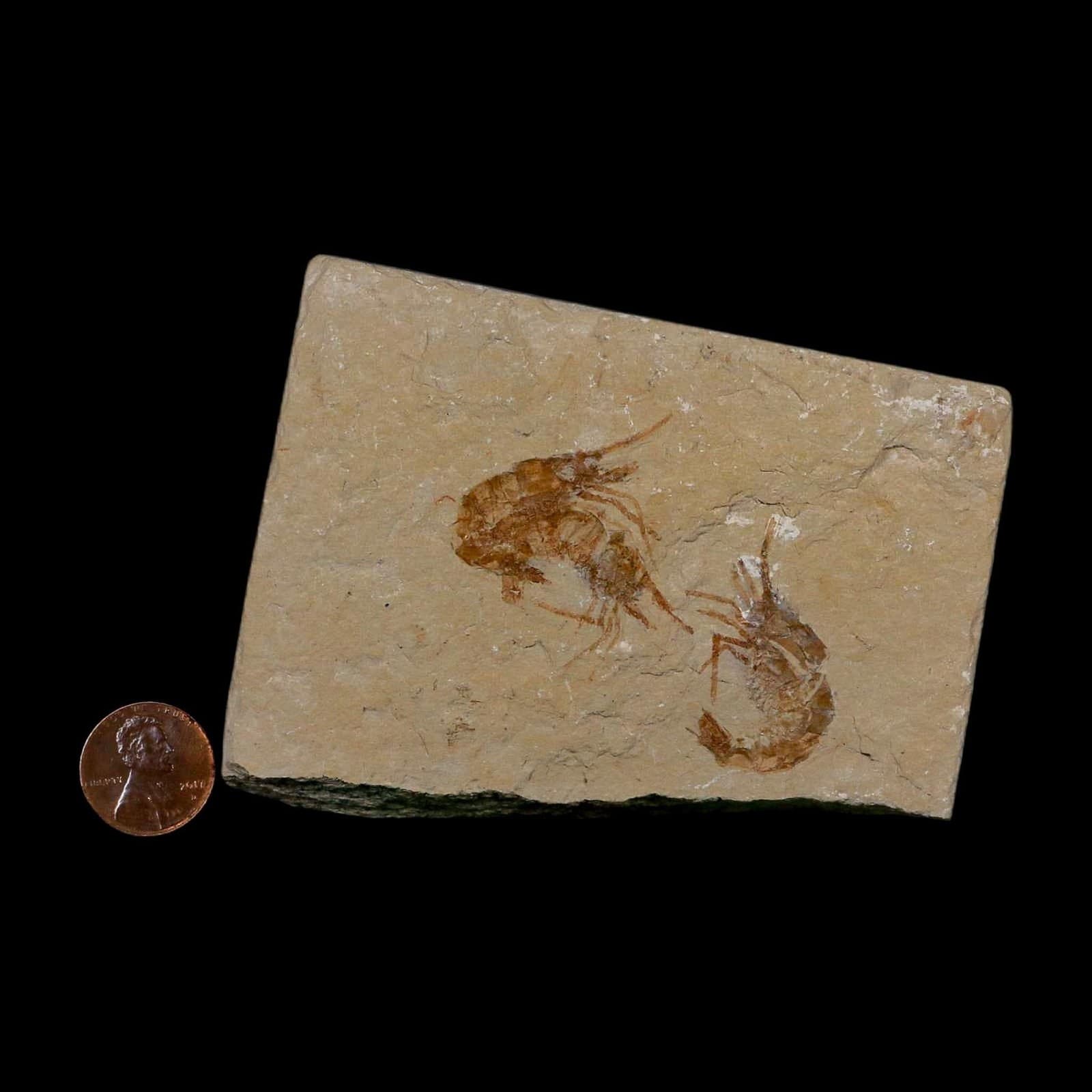 3 Three Fossil Shrimp Carpopenaeus Cretaceous Age 100 Mil Yrs Old Lebanon COA 3