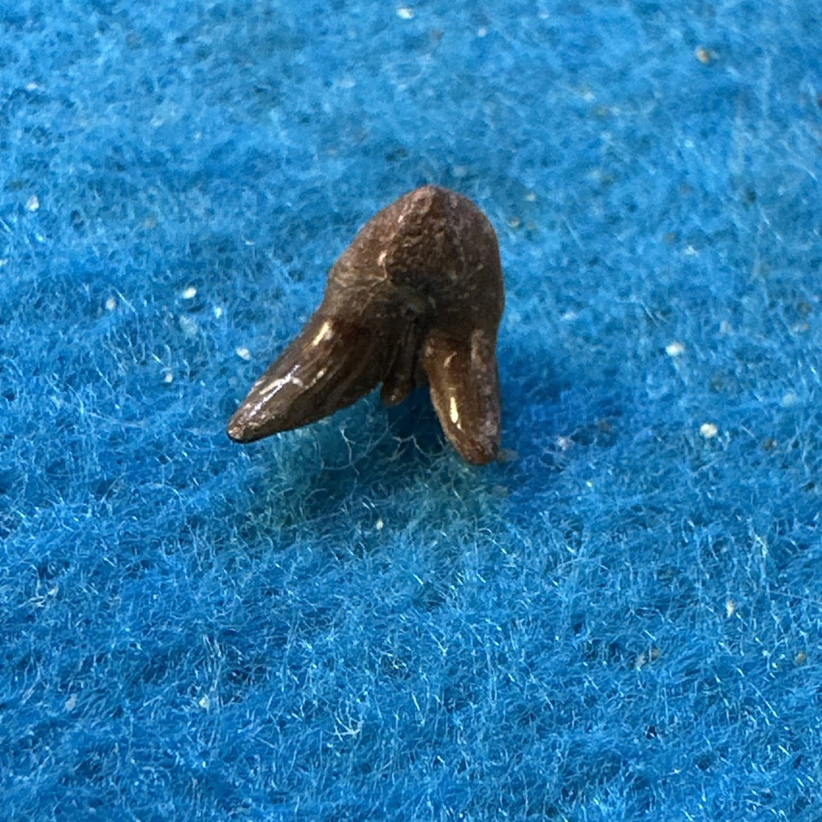 Orthacanthus Extinct Permian Age Tooth Fossil in Great Display Case 6