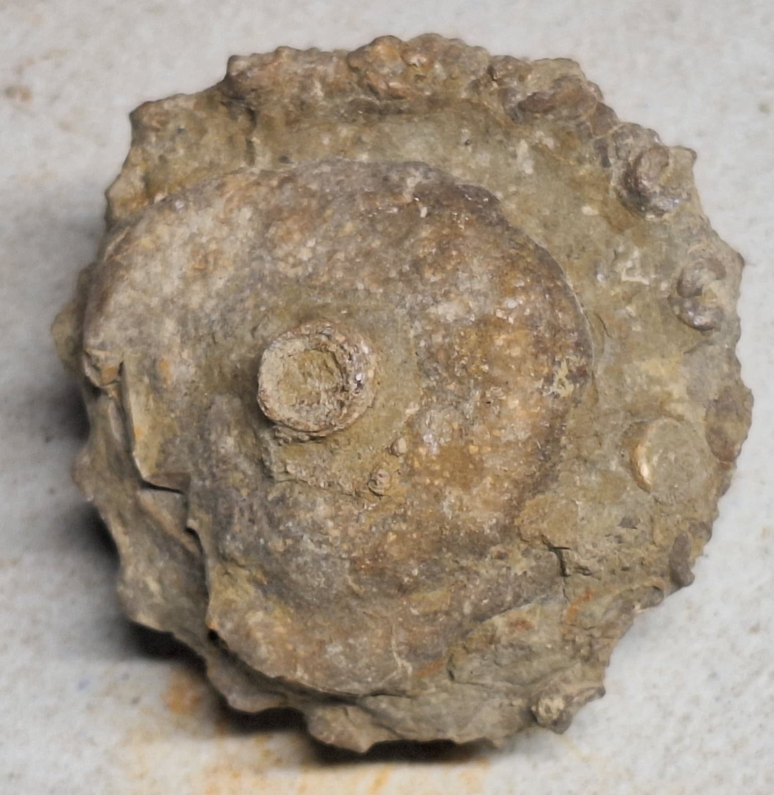 Crinoid Head -Calyx - Sea Lily Fossil In Limestone Devonian Michigan 4