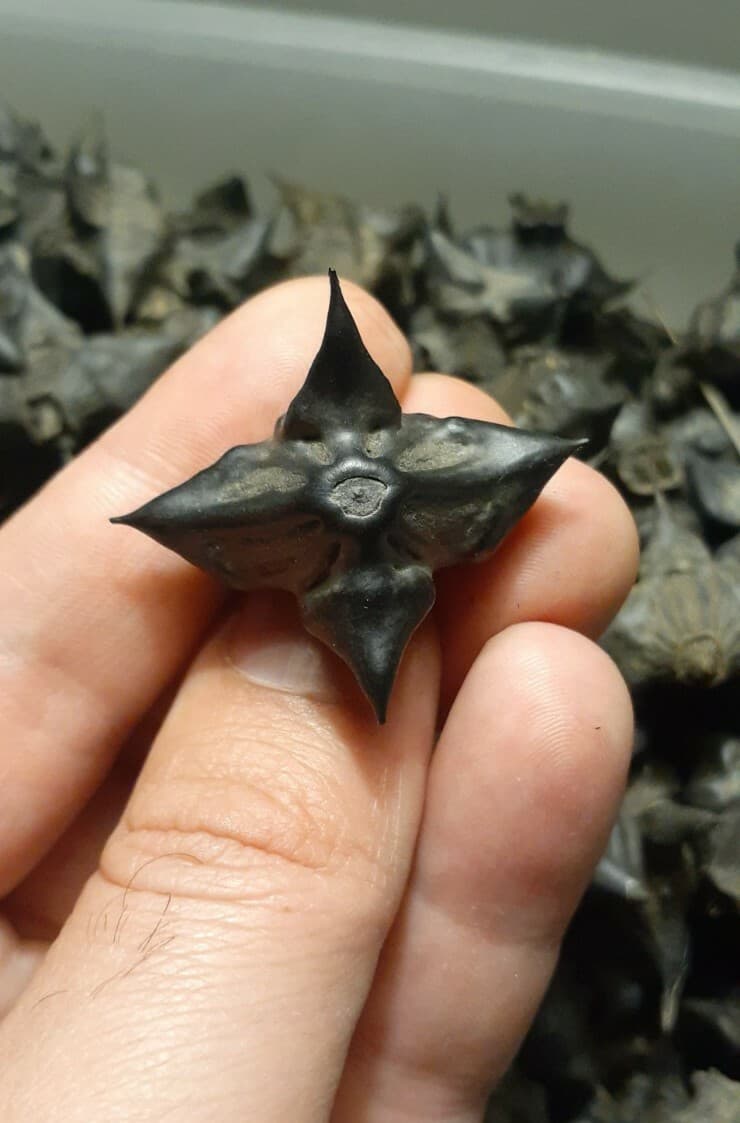 DEVILS POD, TRAPA NATANS WATER CHESTNUTS LOT OF 20 ARTS CRAFTS GRIDS PROTECTION 3