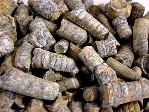 Orthoceras fossils Ordovician/Triassic 2.5-0.75 inch 3 pounds 100+ pieces 2