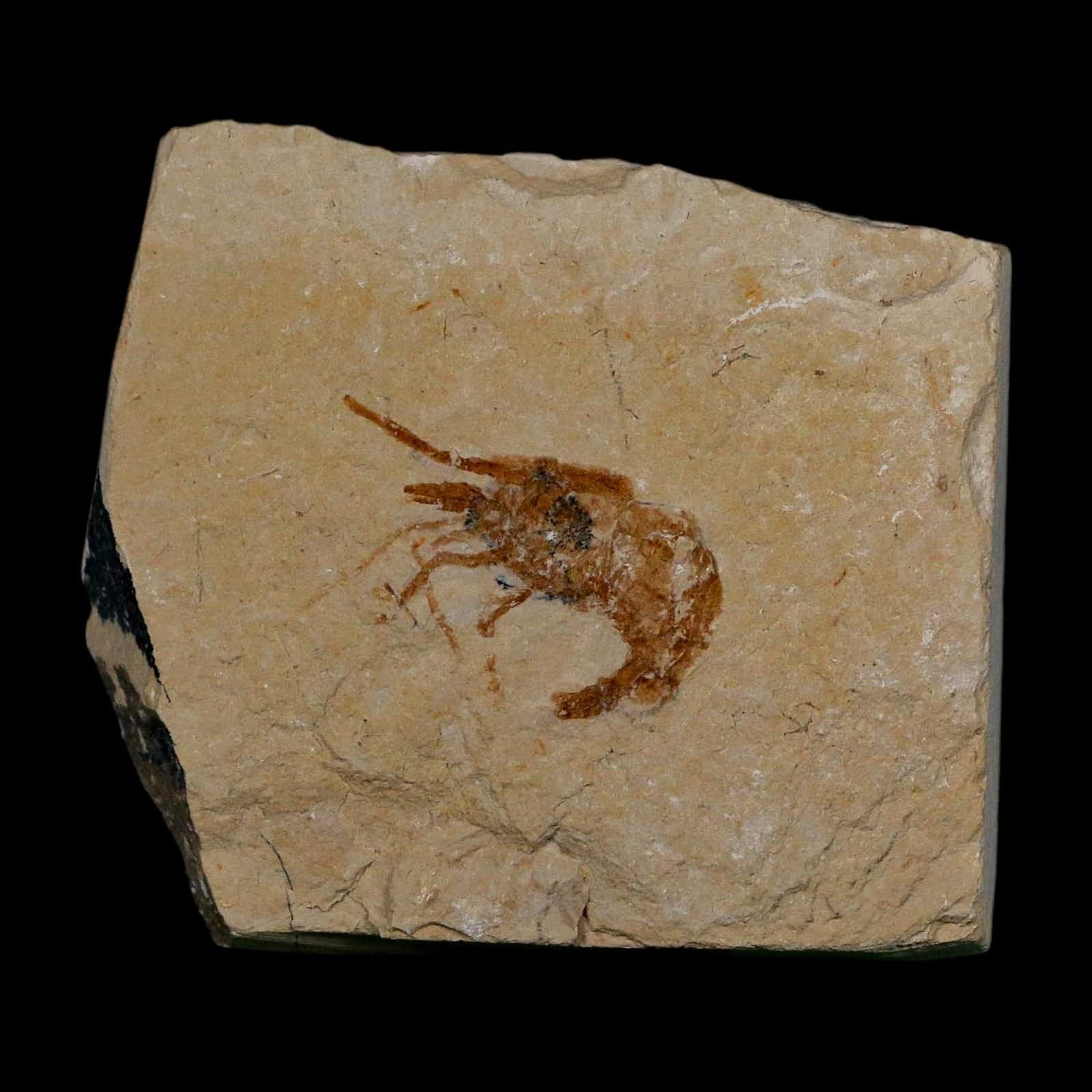 1.1" Fossil Shrimp Carpopenaeus Cretaceous Age 100 Mil Yrs Old Lebanon COA 2