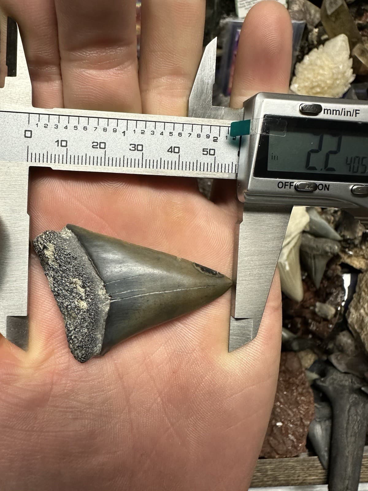 2.2” CARCHARODON MAKO TOOTH HASTALIS MEGALODON ERA South Carolina WHITE SHARK 3