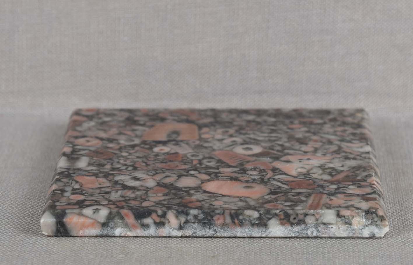 CRINOID STEM FOSSILS slab specimen 27 grams 5