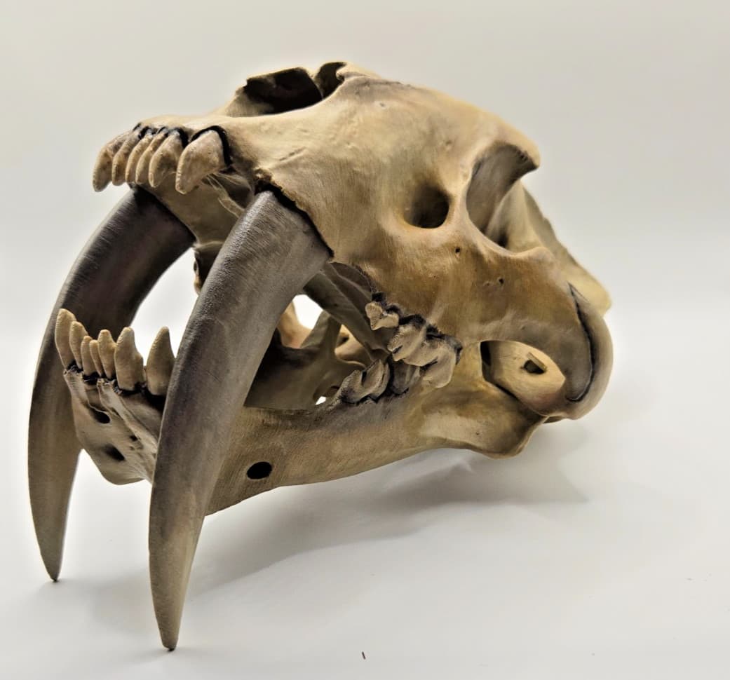 3D Printed Saber Tooth Tiger Skull – Hand-Painted Smilodon Fossil Replica