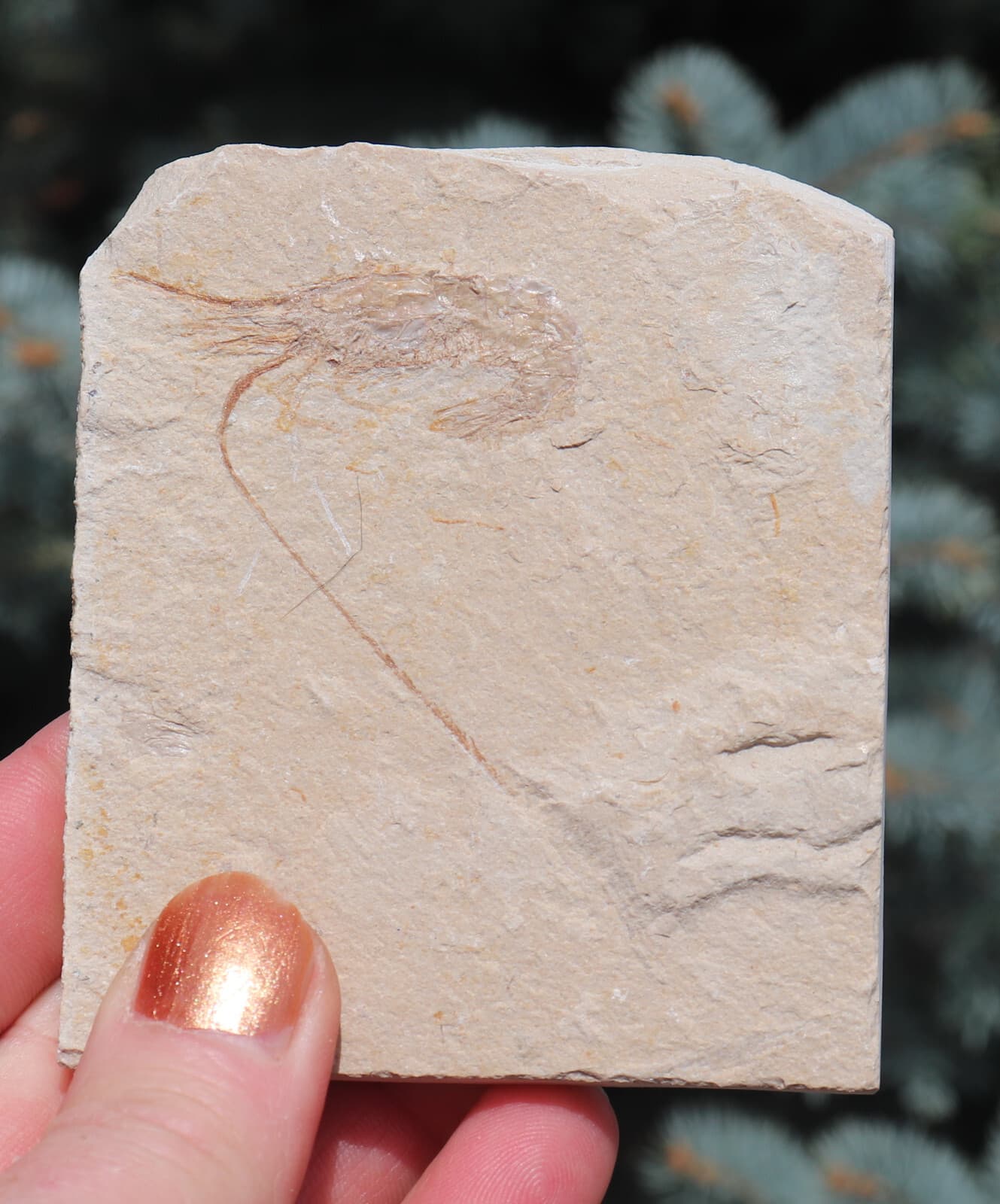 Fossil Shrimp From Solnhofen Germany  Jurassic 8.5 Cm's