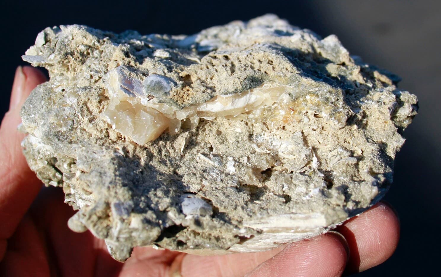 Mercanaria permanga • Fluorescent Fossil Clam from Ruck's Pit, Florida 6