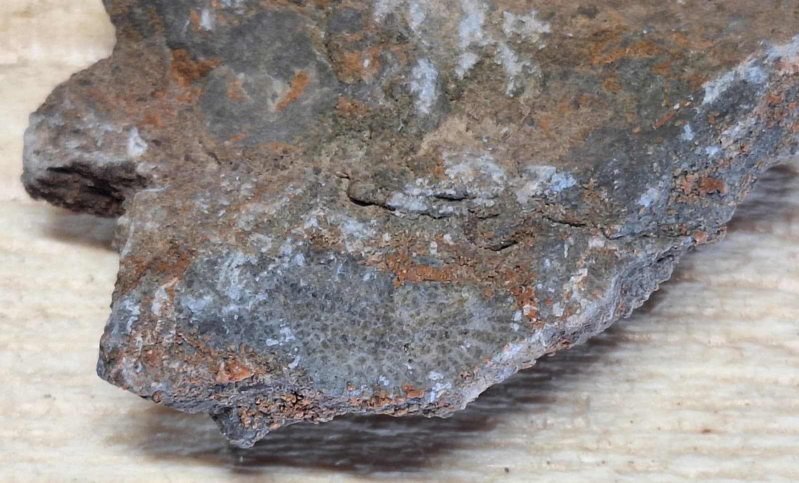 Fossil Favosite Coral In Limestone Devonian Period Michigan 6