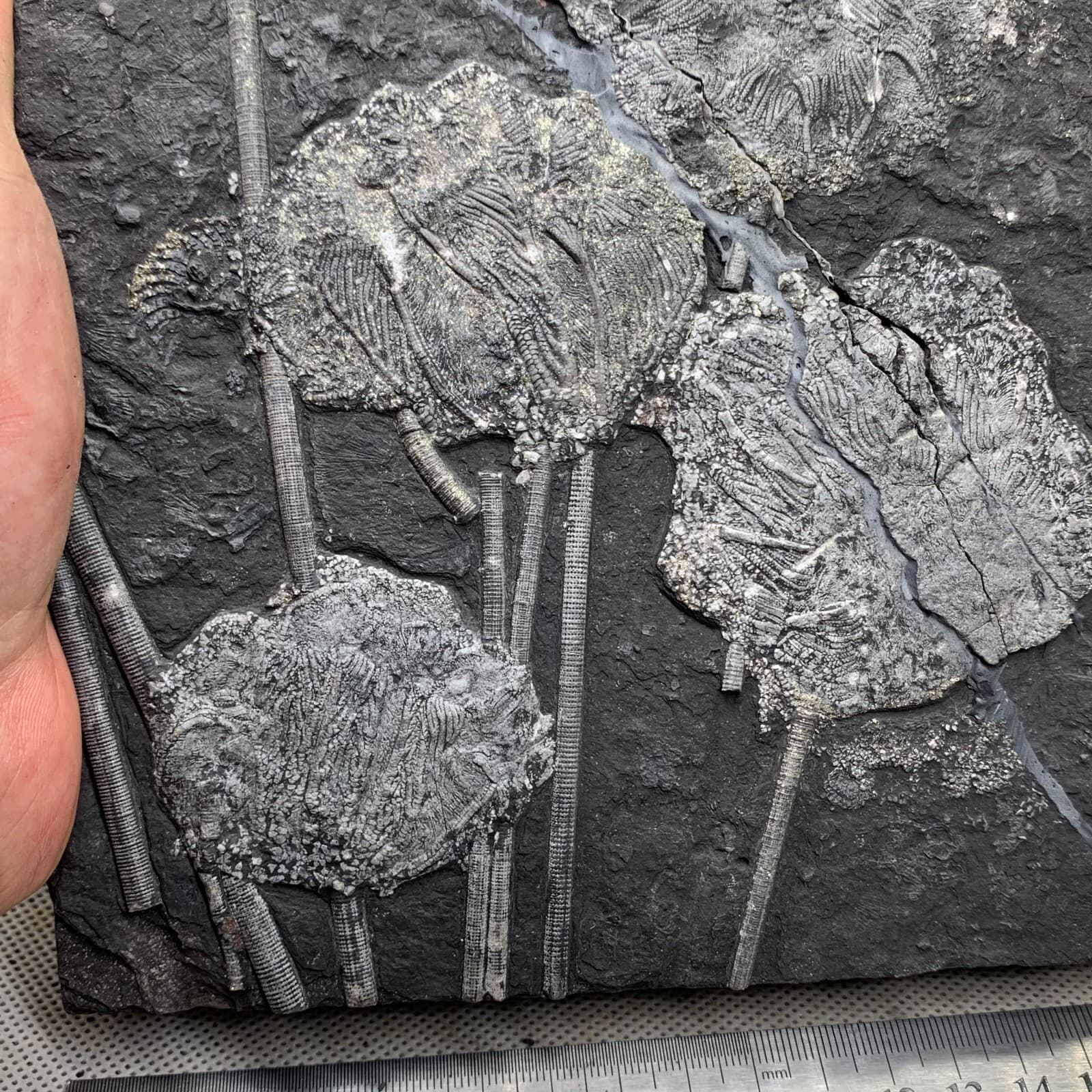 2120 grams of fossils of crinoid from the Guanling Biota in Guizhou 3