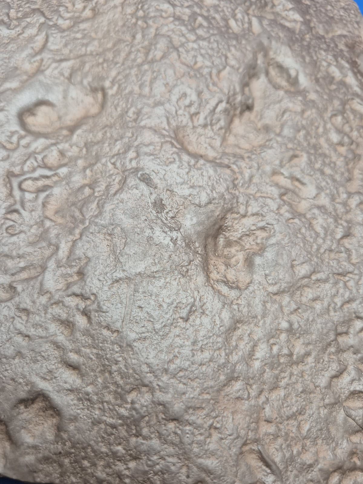 RARE Sponge-like Animal Fossils 6