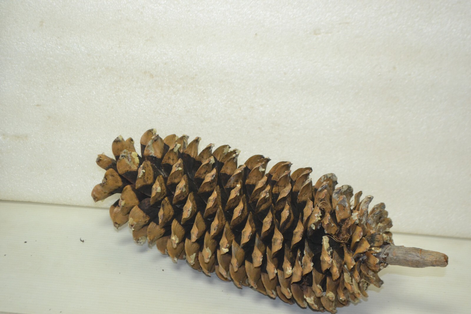 Large Pine Cones Northwest high cascades naturall pine cones 12-14" Lot of 3 6