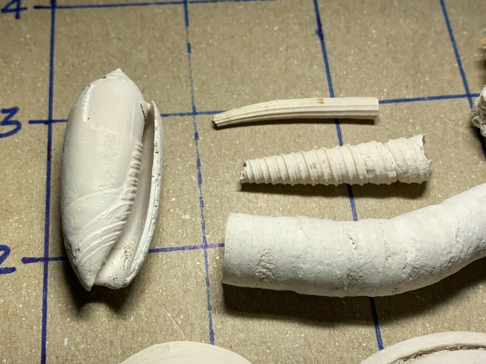 ☆Fossil Specimen 10 Pack - Berkeley Quarry S.C. - Barnacle-Dentalium-Teeth ☆296 3