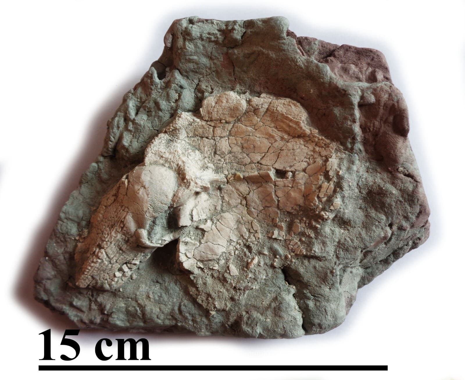 Fossil fish BOTHRIOLEPIS, shoulder, Devonian, 420-360 ma, S-Petersburg, Russia