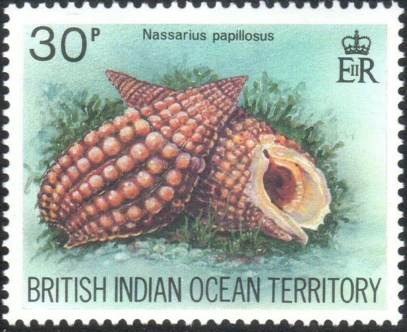 British Indian Ocean Territory Scott 172-175, SG #58-61 VF MNH Shells BIOT 1974 4
