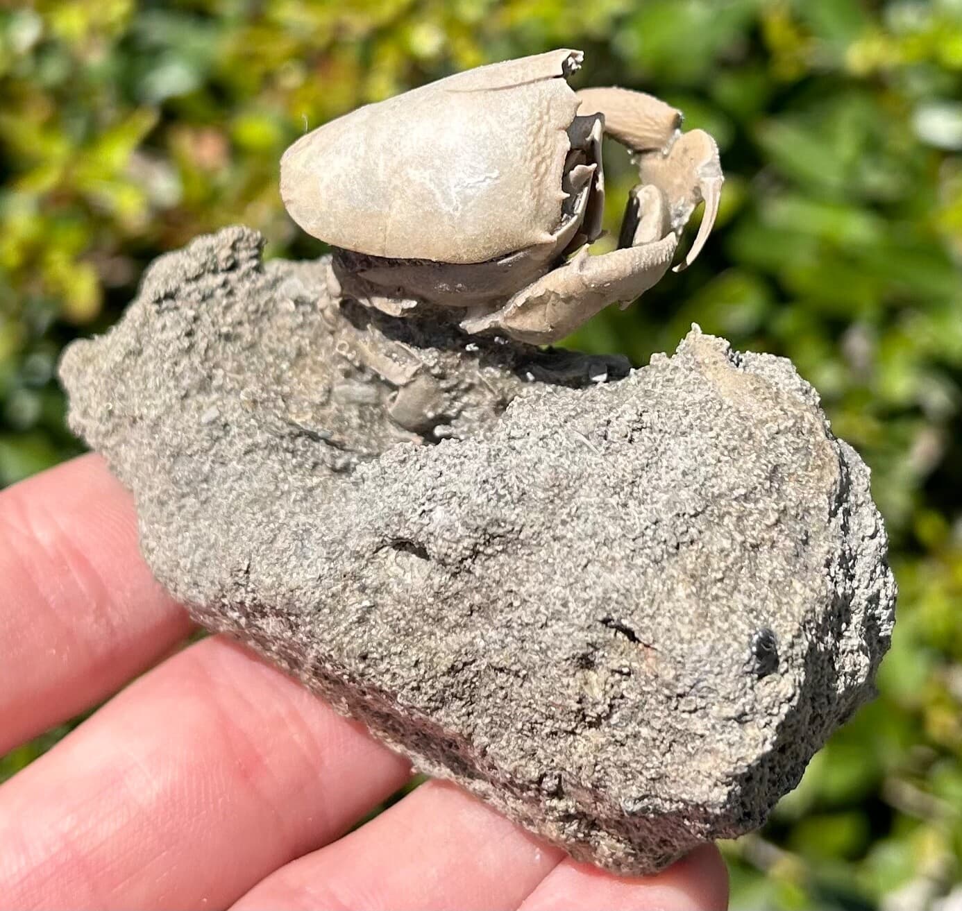 SUPERB Florida Fossil Crab in Matrix Ranilia muriceta Pliocene Crustacean Rare 3