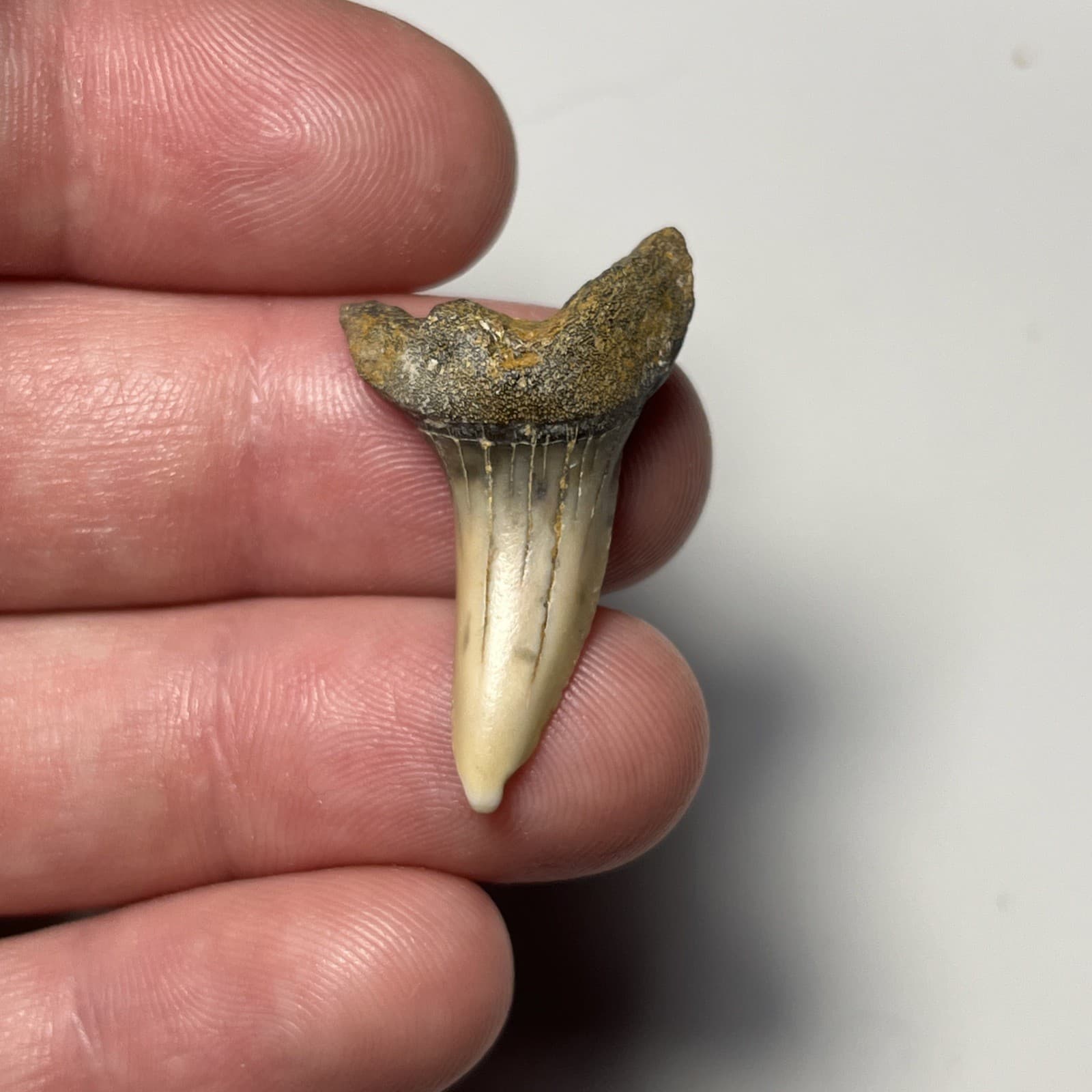 1.38” ISURUS DESORI SHARK TOOTH FOSSIL SUMMERVILLE, SC