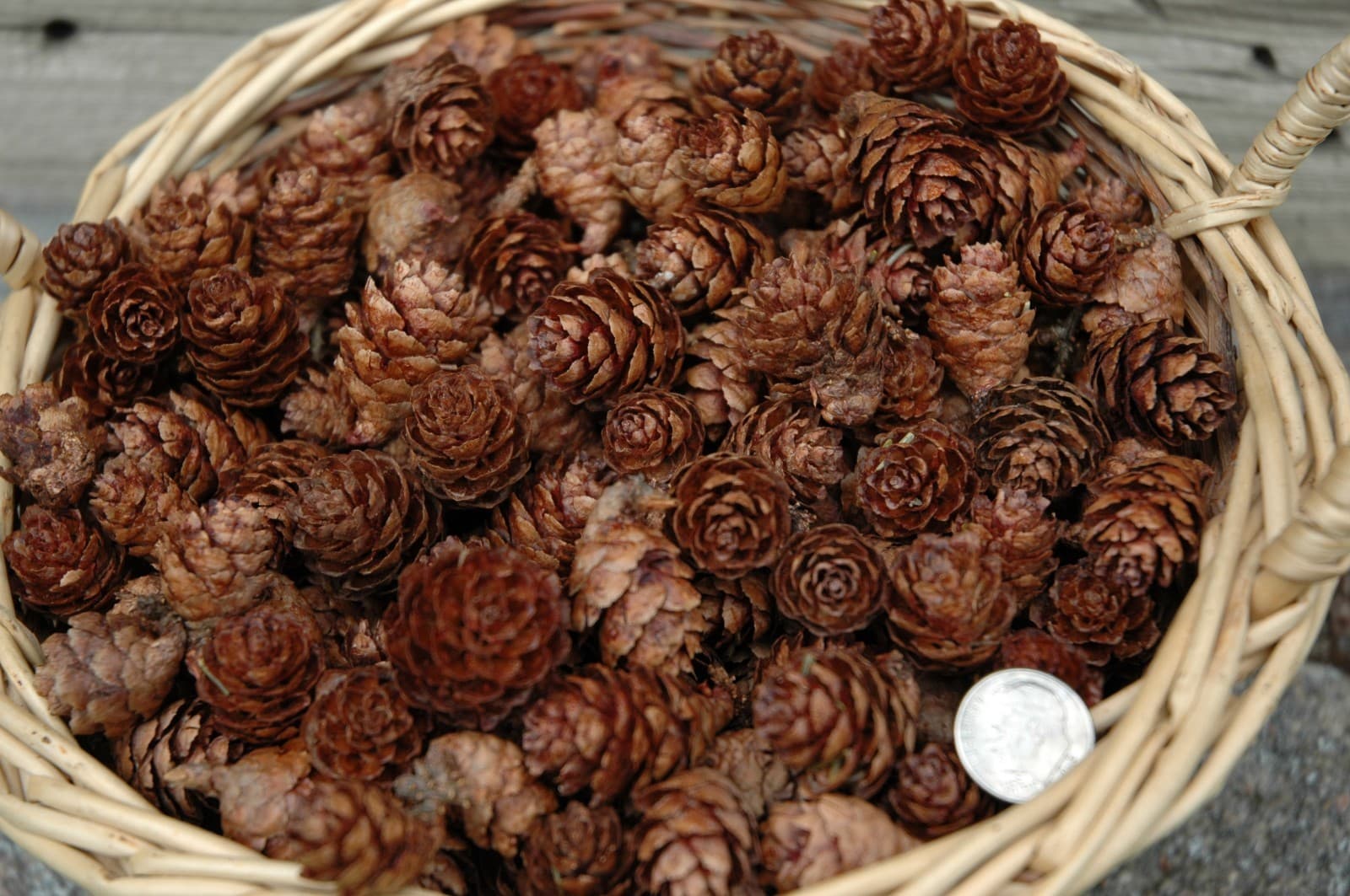 51 SMALL BLACK SPRUCE CONES PINE CONES PINECONES, POTPOURRI WREATHS FLORAL 