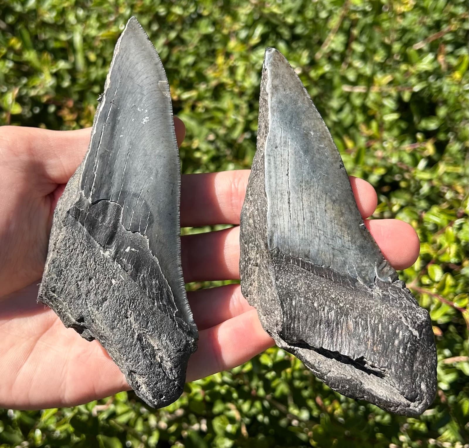 BIG Fossil Megalodon Sharks Teeth LOT 5.08” 4.93” South Carolina Shark Tooth 4