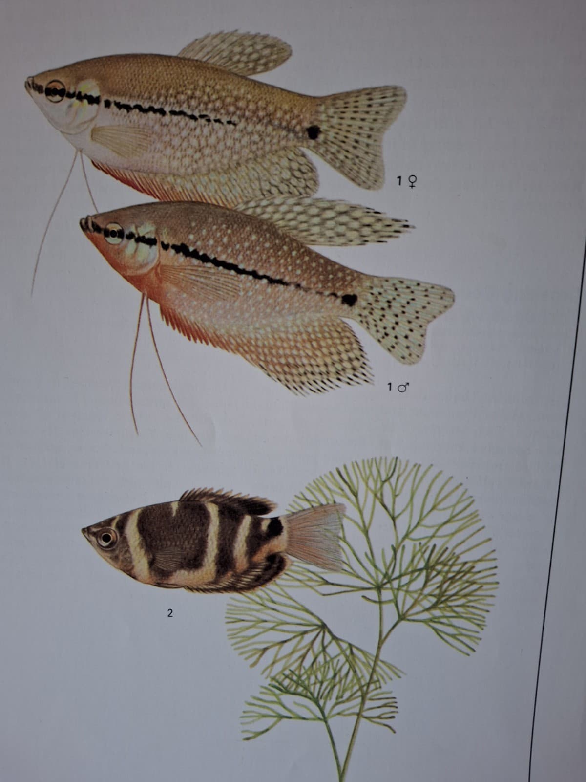 Vintage Old Aquarium Pet Tropical Fish 8" × 10" Pearl & Chocolate Gourami Print 4