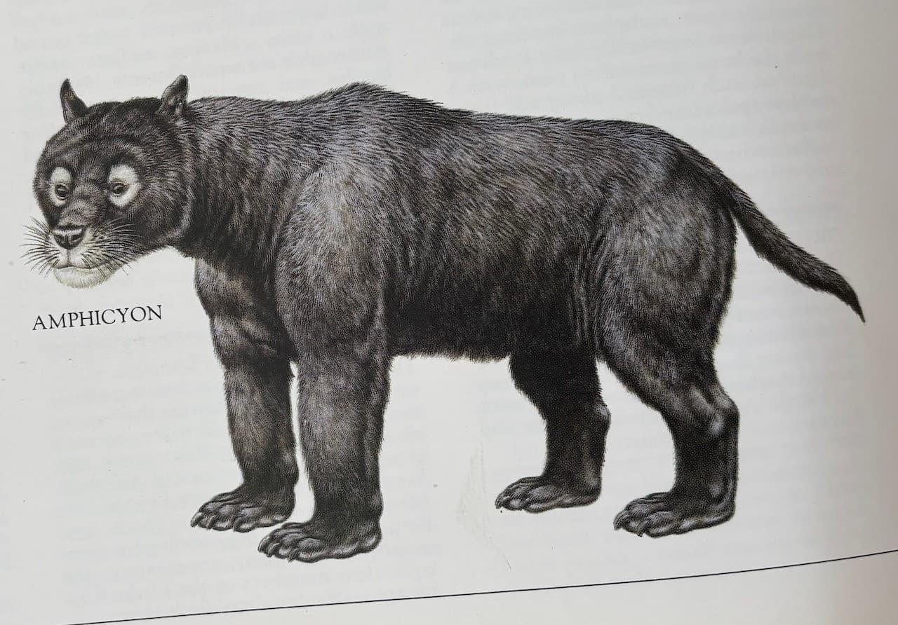 Rare Fossil Tooth - Amphicyon giganteus - Miocene “Bear-Dog” - Bosnia - 6 cm 5