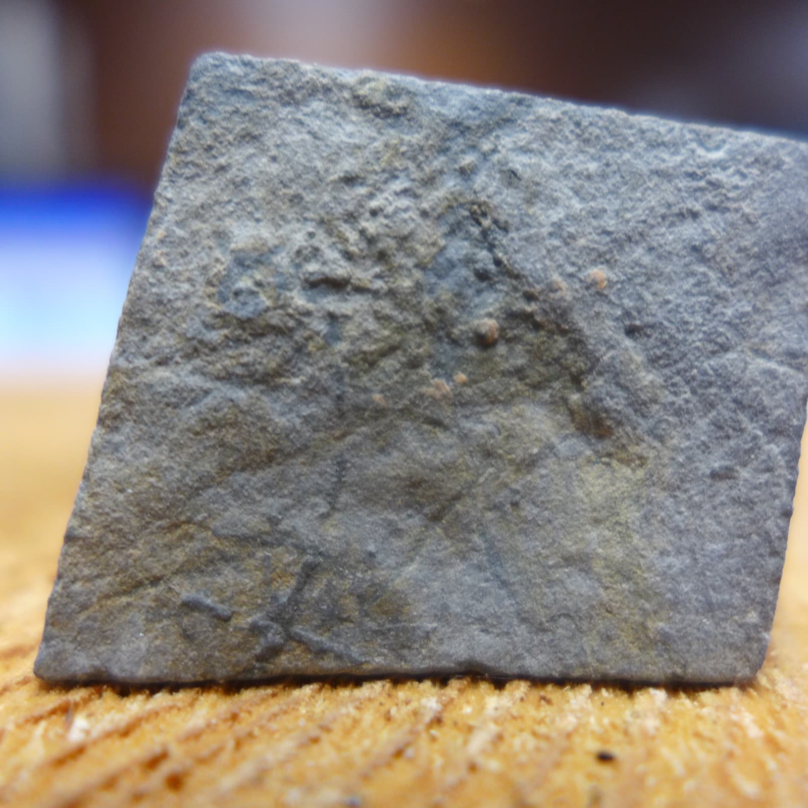 GEOLOGICAL ENTERPRISES Lower Carboniferous Edrioasteroid Stalticodiscus milleri 3