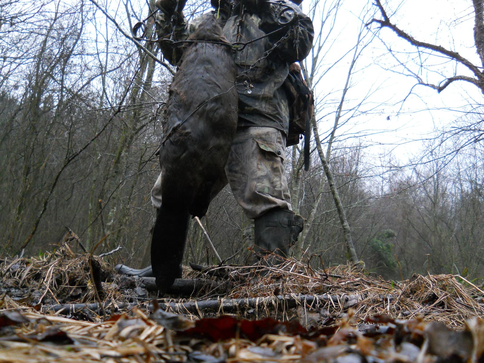 Beaver Lure- w/Castor Gland 1oz. bottle! Traps &Trapping 5