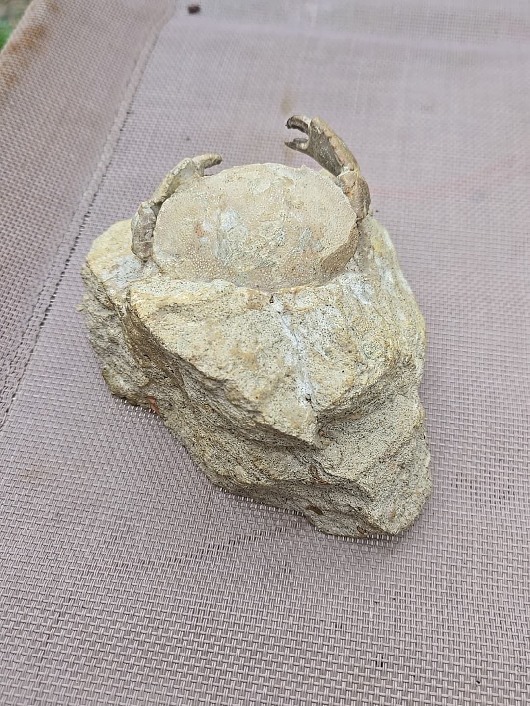 Rare Harpactocarcinus punctulatus Mud Crab Fossil. 3