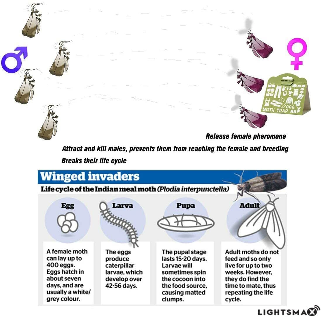 Sticky Glue Trap for Food and Cupboard Moths in Your Kitchen 2