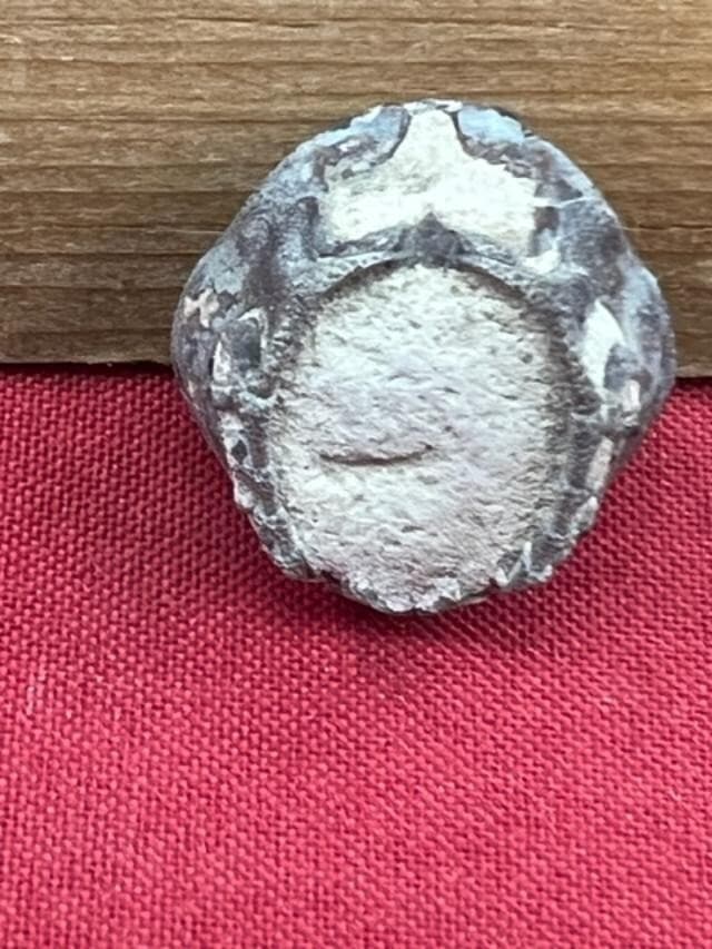 GEOLOGICAL ENTERPRISES Pliocene fossil crab Leucosia tricarinata Java 2