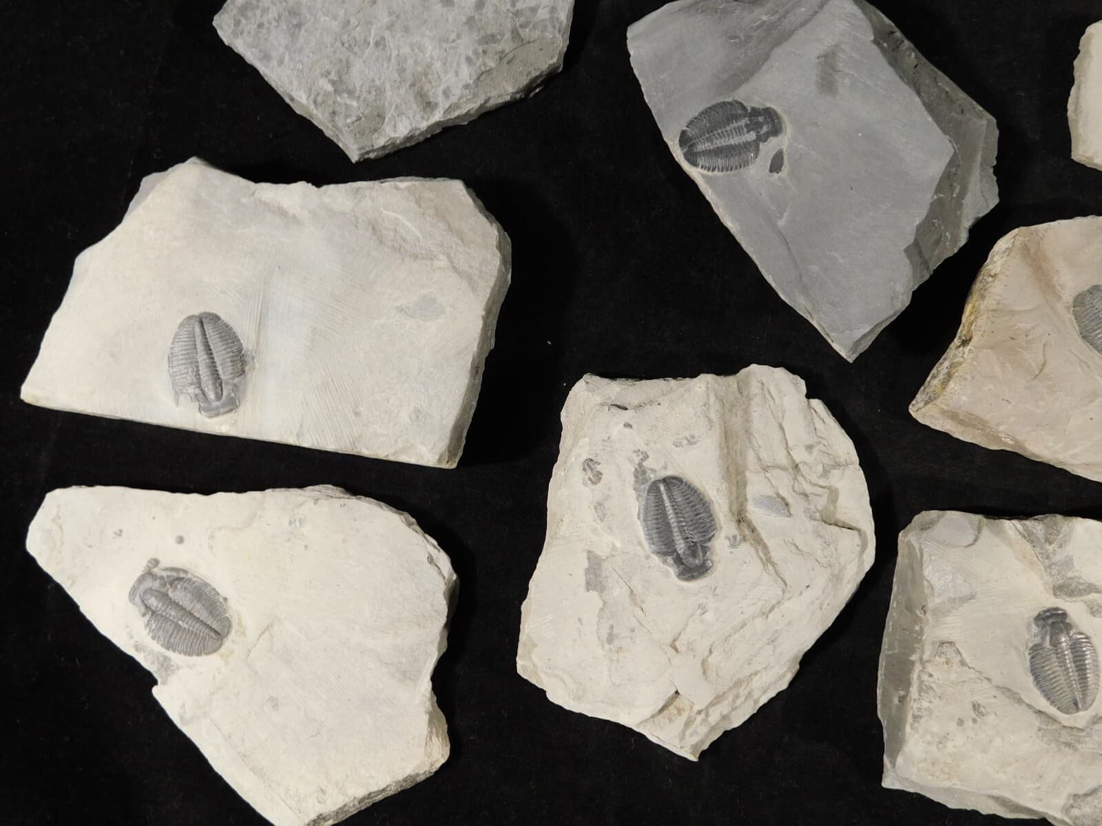 Small 100% Natural Elrathia TRILOBITE Fossil From Cambrian Utah 6