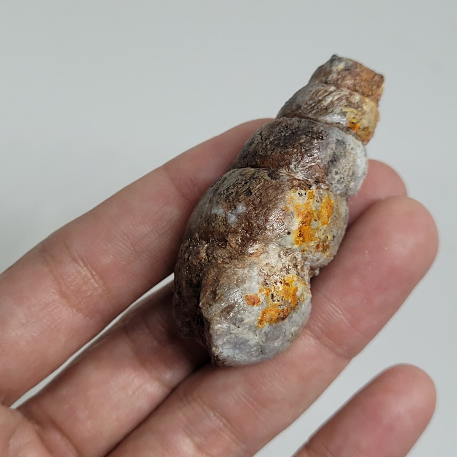 32 gr Indonesia NATURAL Rough Gastropod SeaShell Mollusca Fossil Specimen 8-124 3