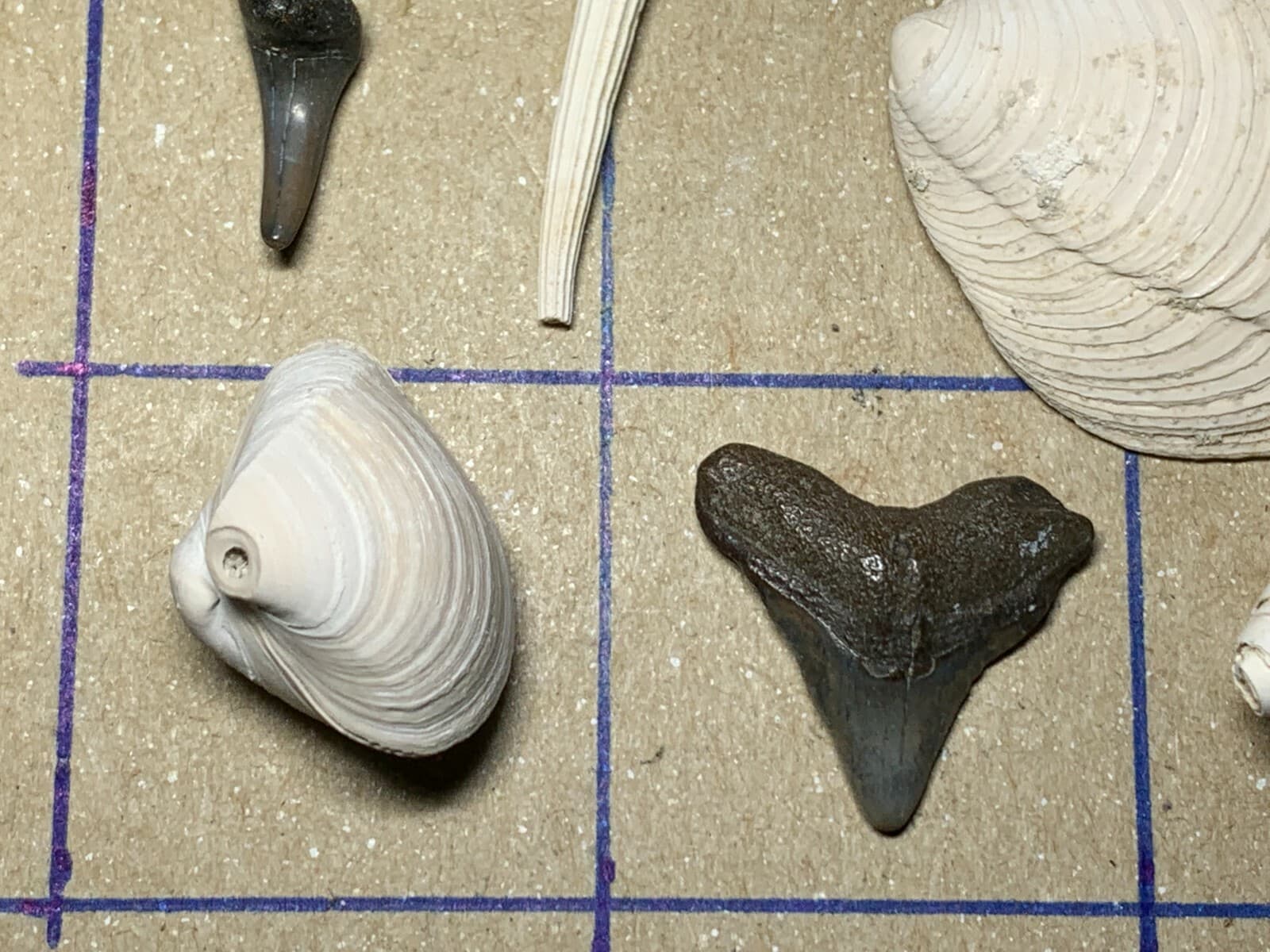 ☆Fossil Specimen 10 Pack - Berkeley Quarry S.C. - Barnacle-Dentalium-Teeth ☆302 3