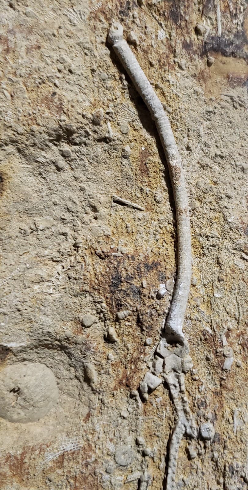 Large Fossil Crinoids on Mississippian Plate from Franklin Co,Northern  Alabama  2