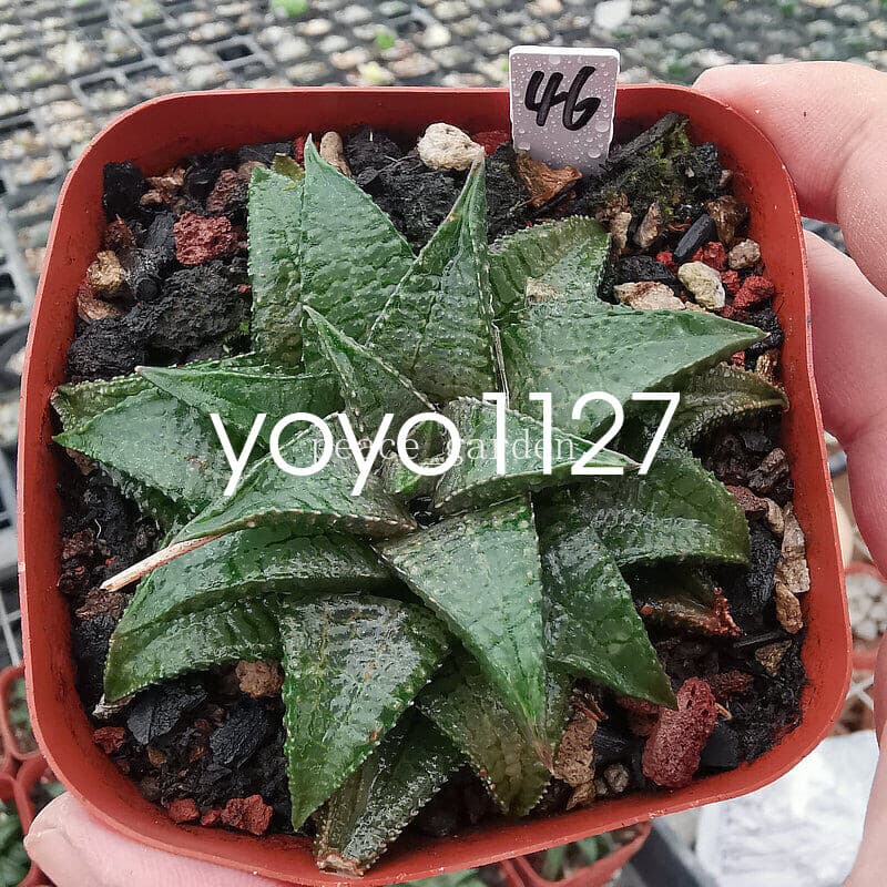 RareSucculent Plant Haworthia Haworthiopsis Koelmaniorum Home Garden 7CM 3