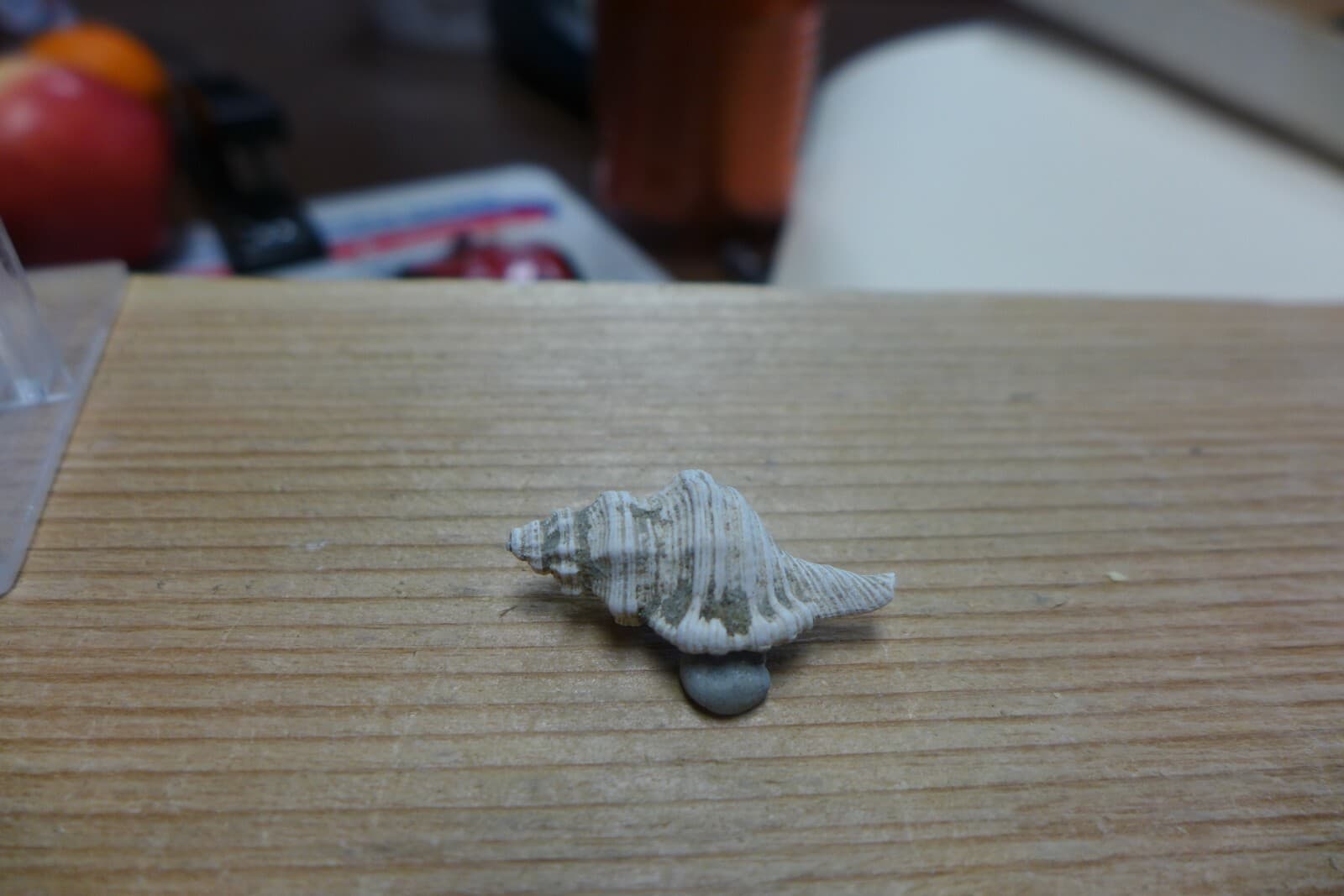 GEOLOGICAL ENTERPRISES Pliocene fossil gastropod, shell, Charonia sp. Italy