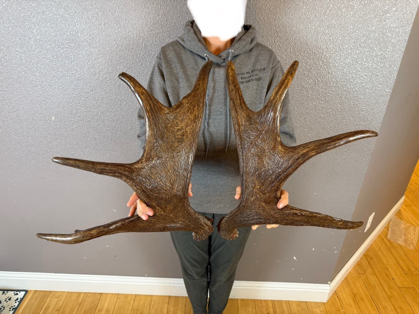 Moose Antler Shed SET Matched Horns Sheds Mount Carving Wild Decor Small