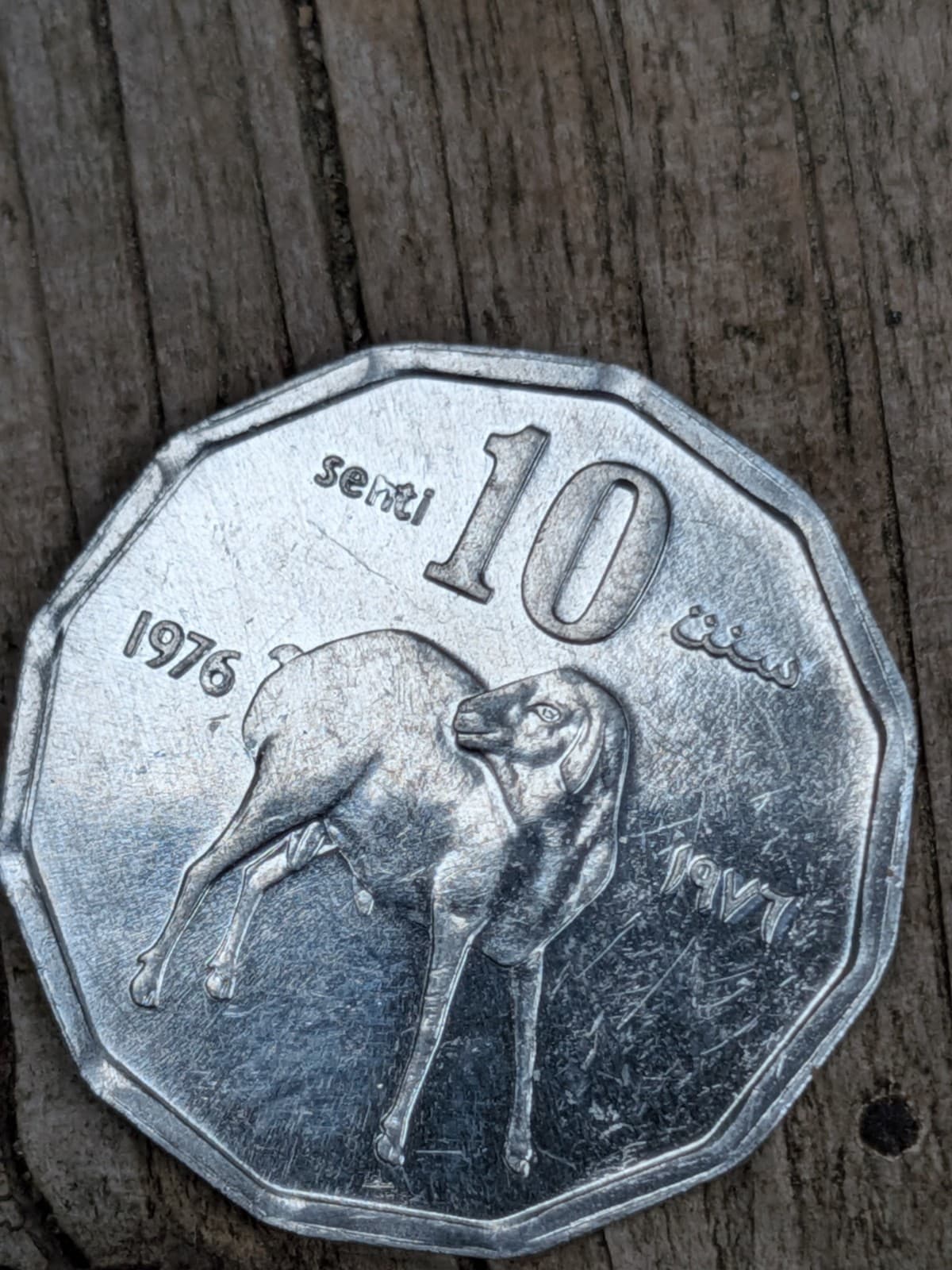 Somalia 1976 10 Senti Lamb animal L 2