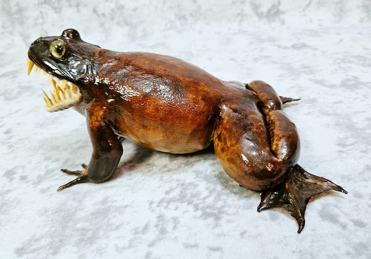 Giant Frog Taxidermy Oddities- bullfrog Cane Toad shark monster 6