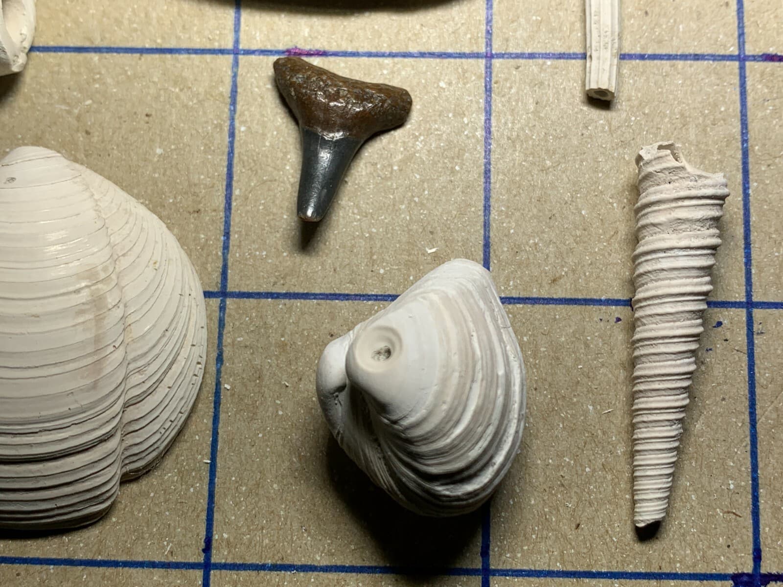 ☆Fossil Specimen 10 Pack - Berkeley Quarry S.C. - Barnacle-Dentalium-Teeth ☆301 6