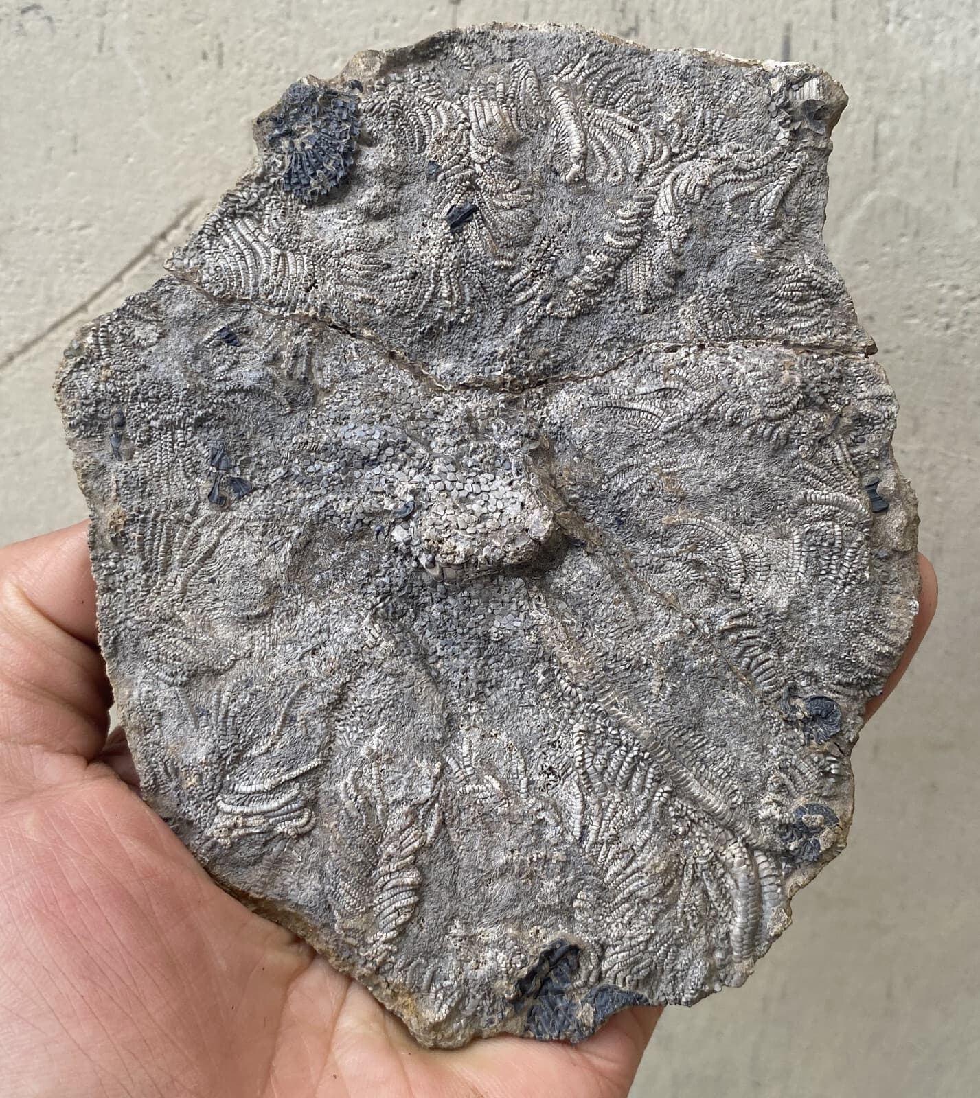 Natural Devonian prehistoric Jurassic biota crinoids Fossils 6