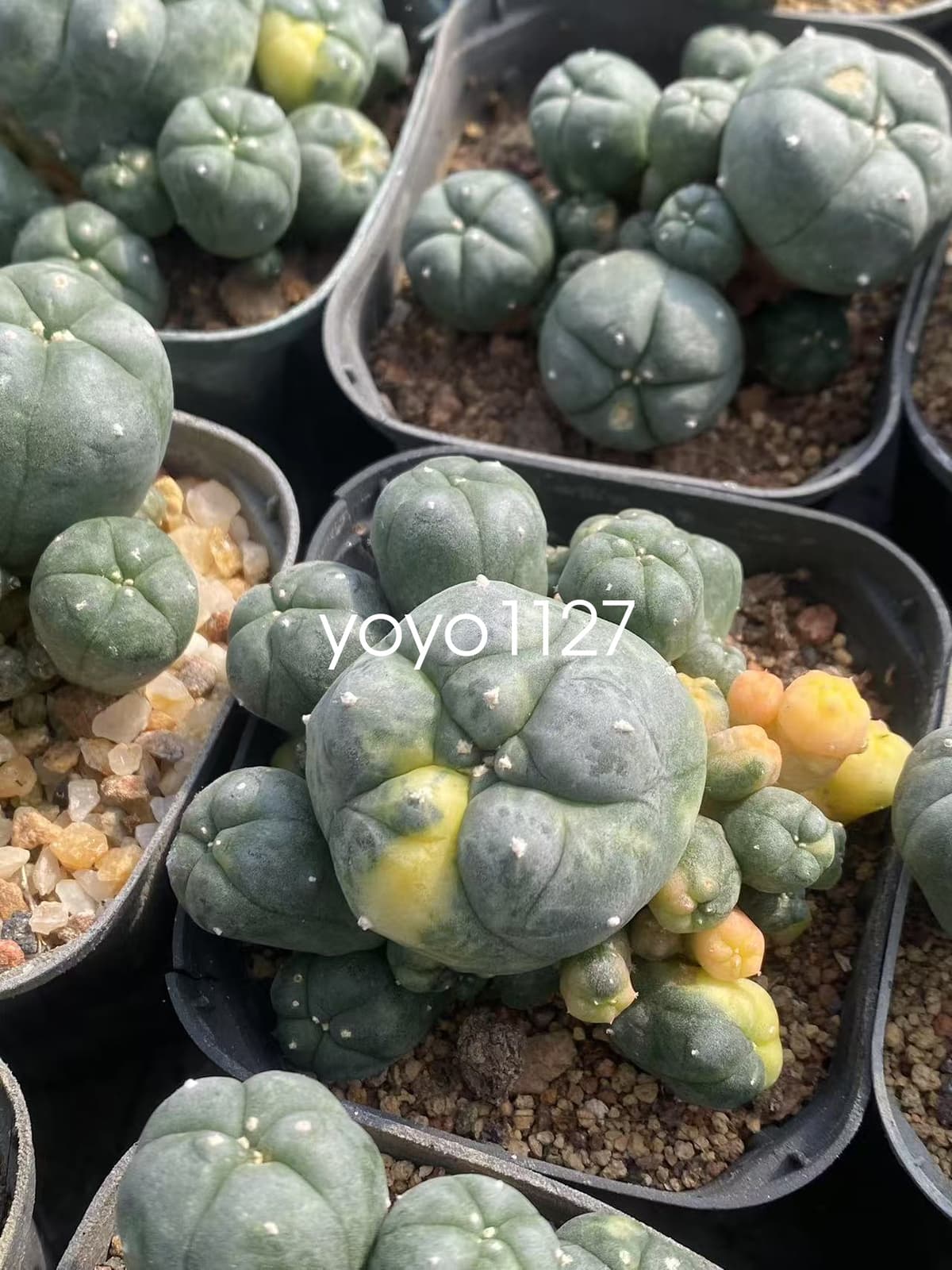 1PC Succulent Cactus williami Variegated Random SelfRoot Multi Heads plants 6