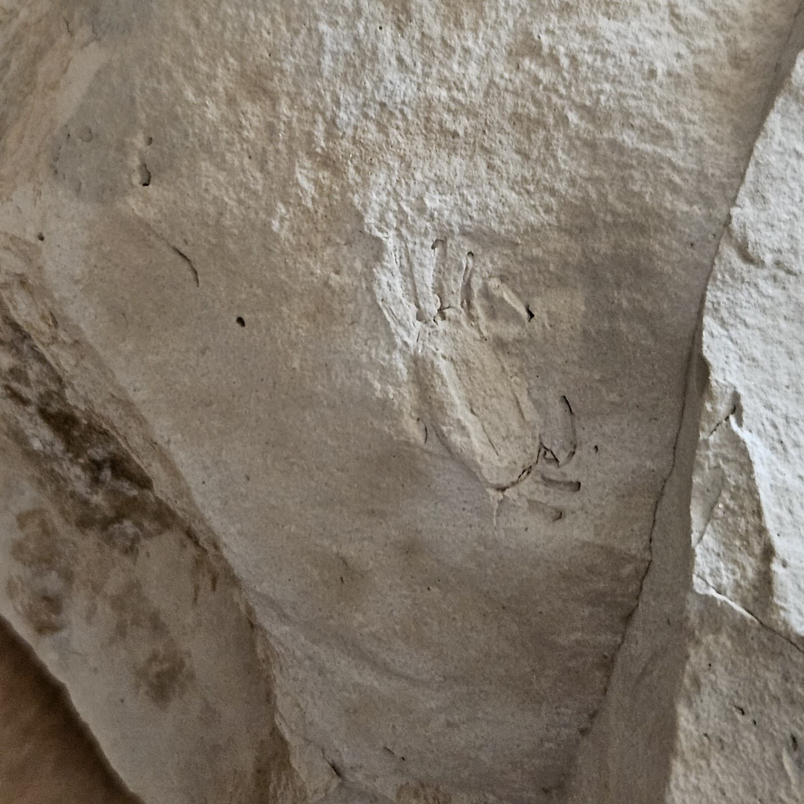 Crab Fossil In Mud Stone