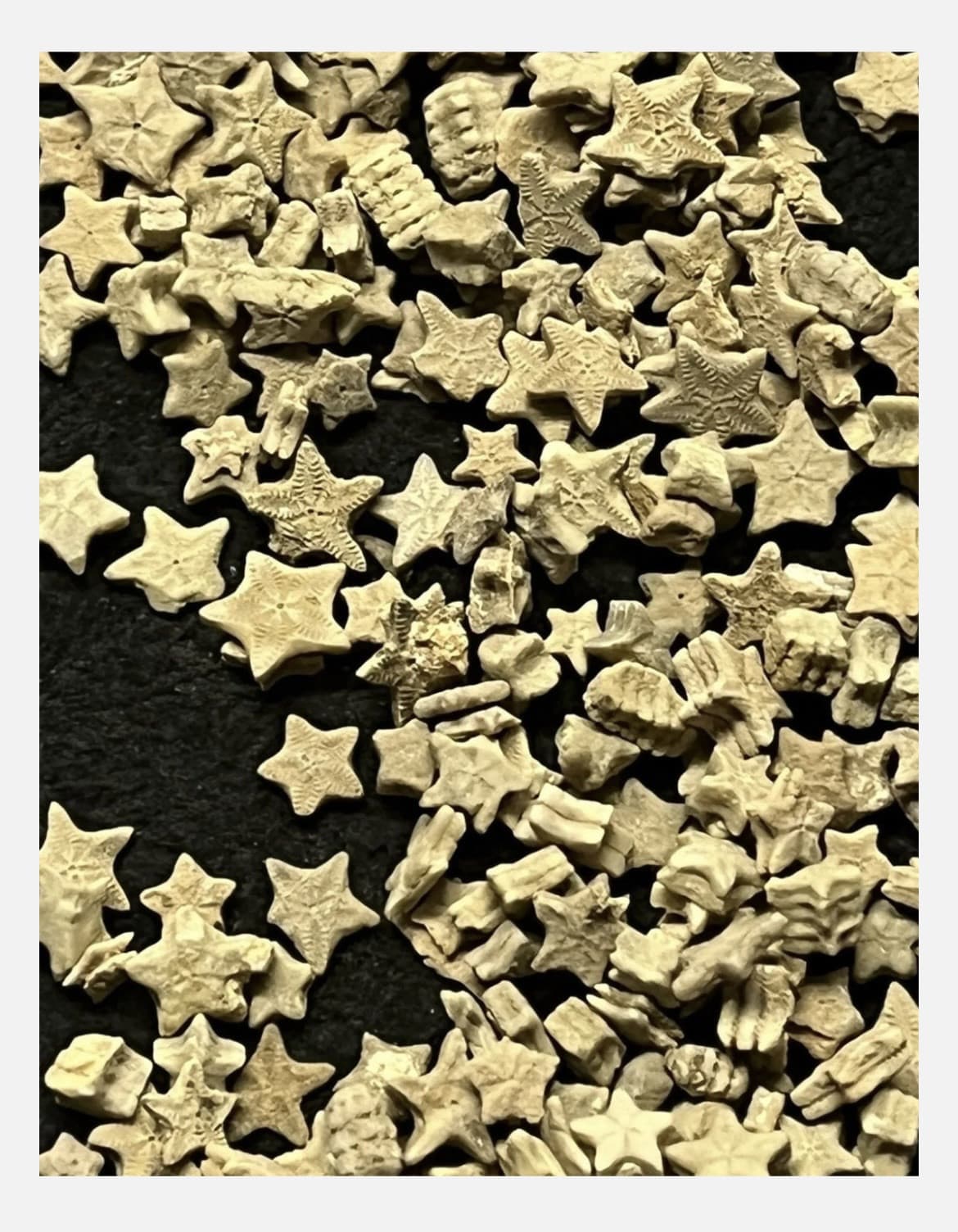 Utah Fossil Star Crinoid Pentacrinus Jurassic Age Echinoderm 3