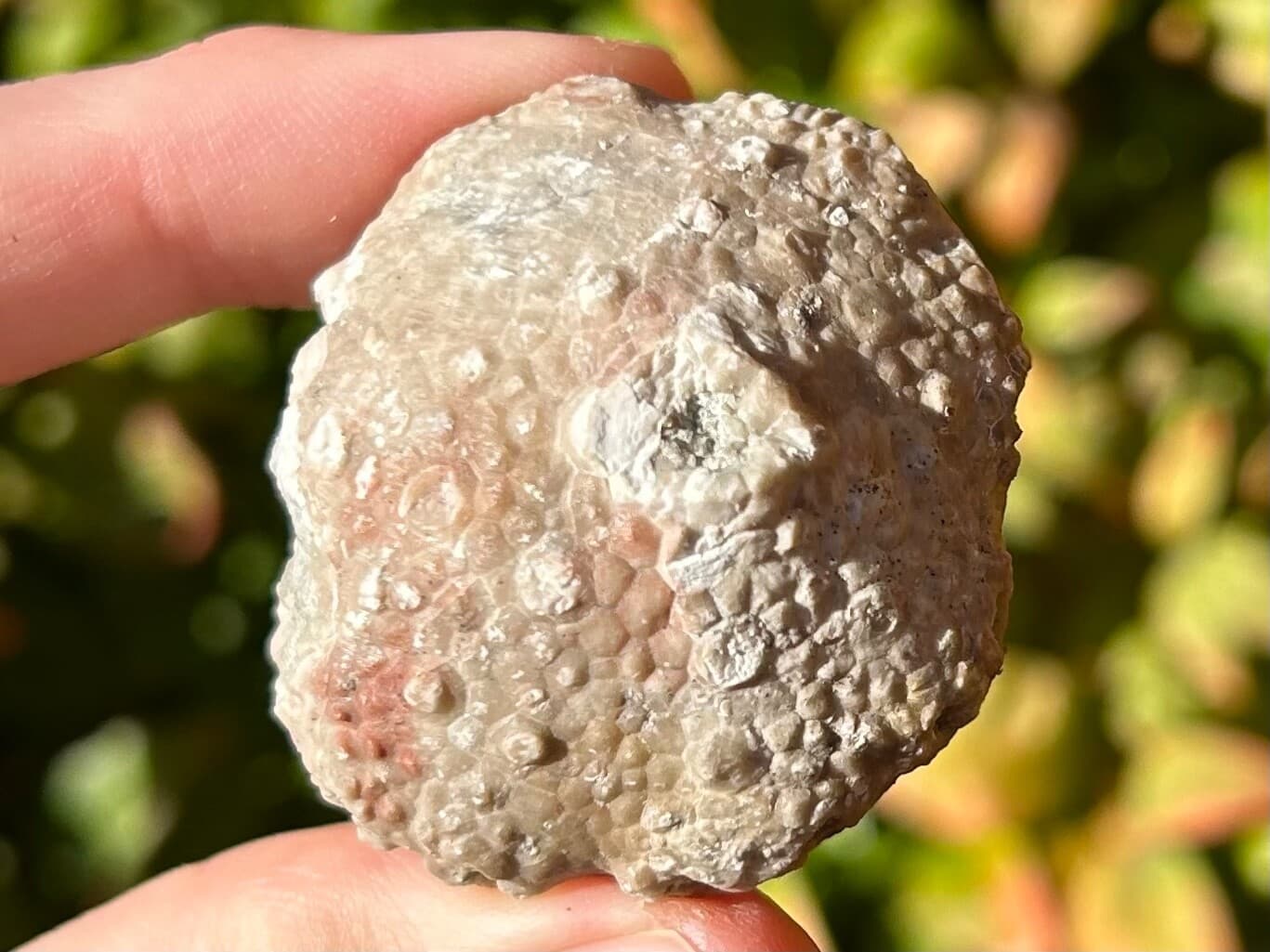 BIG Megistocrinus rugosus Crinoid Fossil Michigan Devonian Alpena Limestone 3