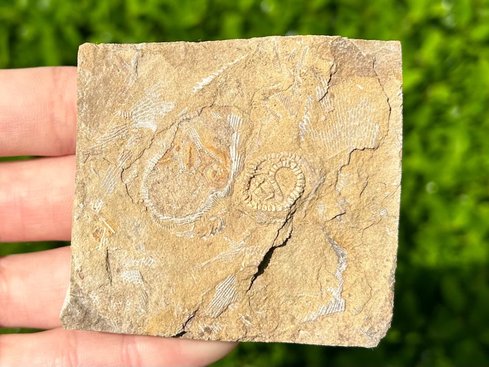 Rare Fossil Crinoid in Matrix Camptocrinus alabamensis Alabama Bangor Limestone 3